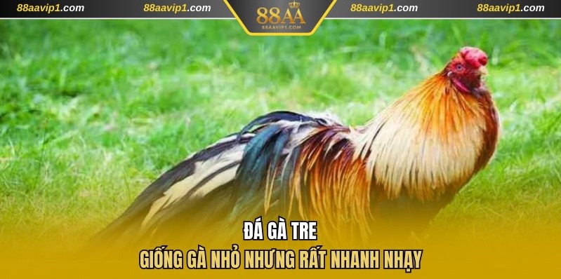 Giới thiệu hình thức chọi gà tre